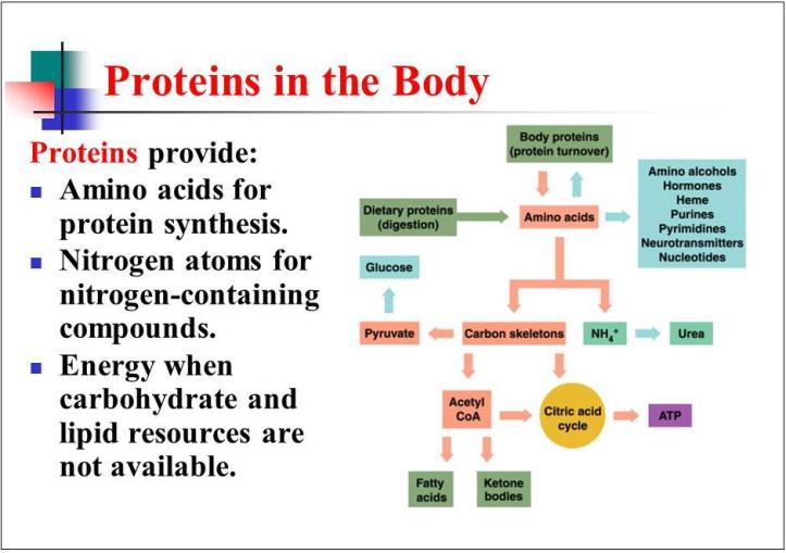 protein cycle - protinex event in mumbai